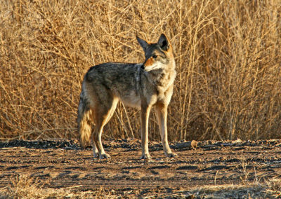 apache coyote